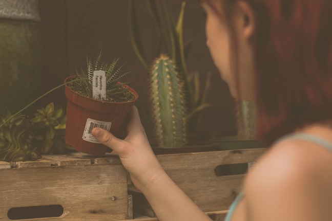 A person with reddish-brown hair is holding a small potted succulent plant labeled with a white tag. The plant is in a red pot, and the person's hand is visible as they place or take the pot from a wooden crate. In the background, there are other green plants, including a tall cactus, enhancing the natural and relaxed setting.