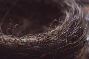 A close-up of a soft, intricately woven niddle nest in deep purple tones.