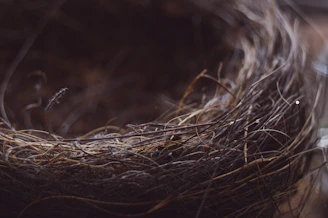 A close-up of a soft, intricately woven niddle nest in deep purple tones.