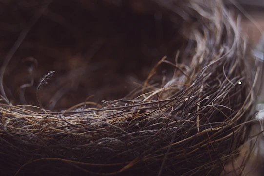 A close-up of a soft, intricately woven niddle nest in deep purple tones.