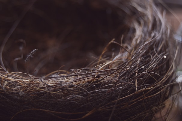 A close-up of the luxurious bird's nest product.
