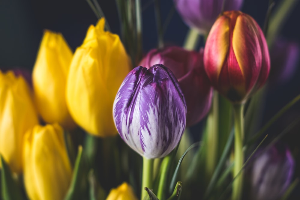 yellow, pink, and purple flowers