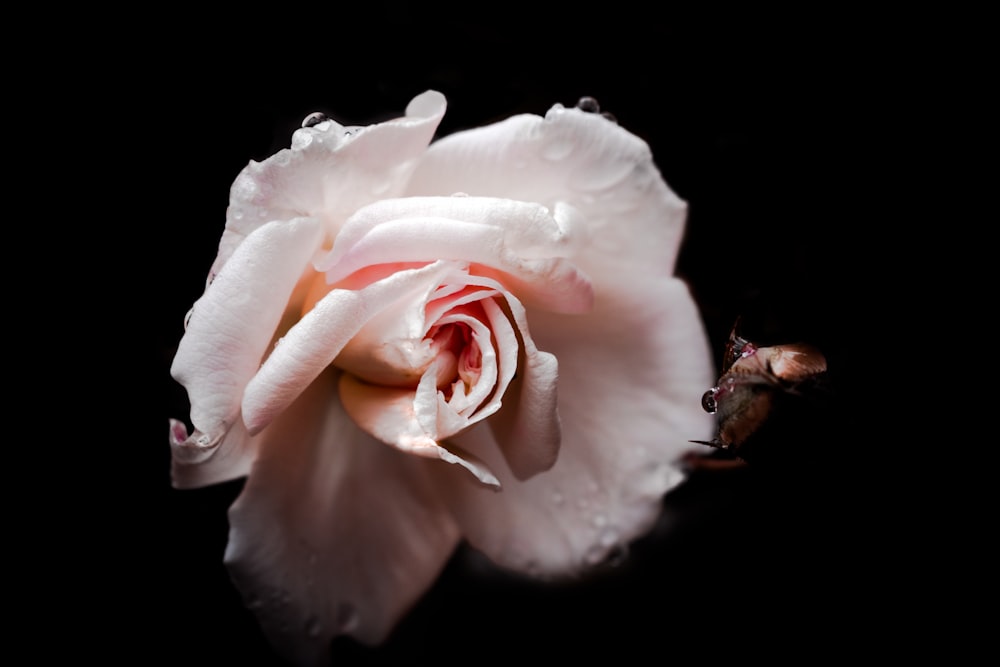 Flor de rosa rosa en fotografía de enfoque selectivo