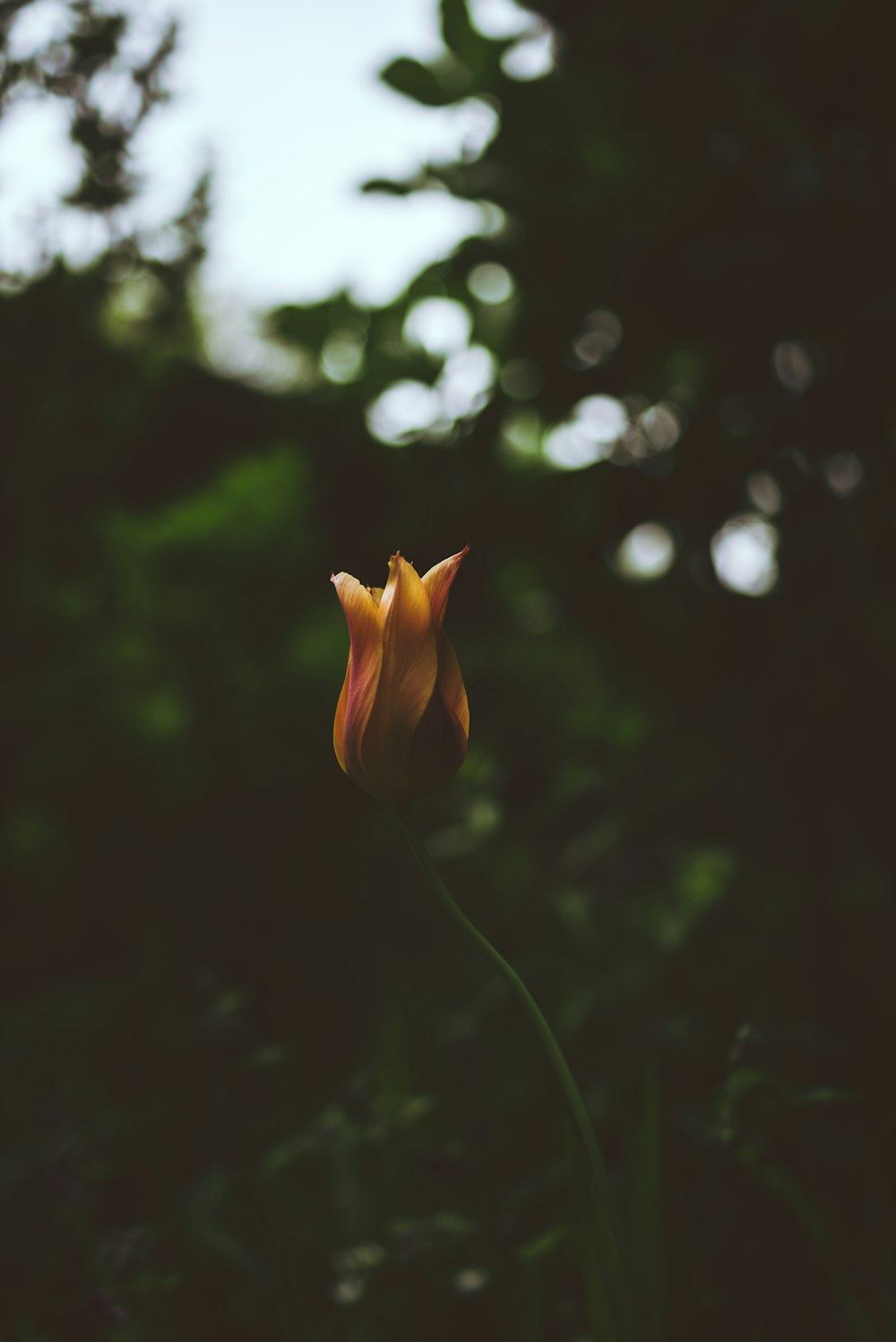 fleur orange et rouge