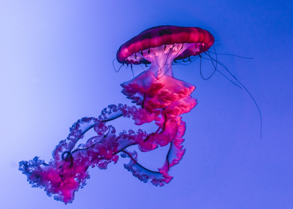 pink jelly fish digital wallpaper