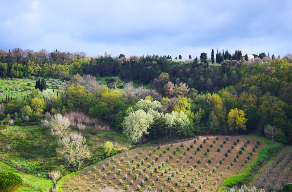 arbres verts et jaunes