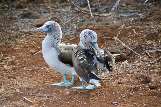 two birds on the ground in Galapagos Islands Ecuador
