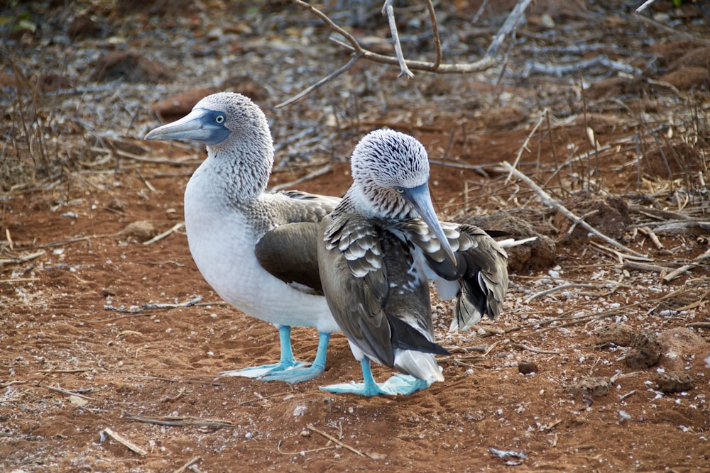 two birds on the ground