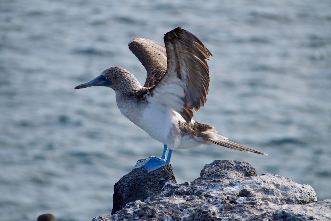 Wildlife photo spot Galapagos Islands Puerto Baquerizo Moreno