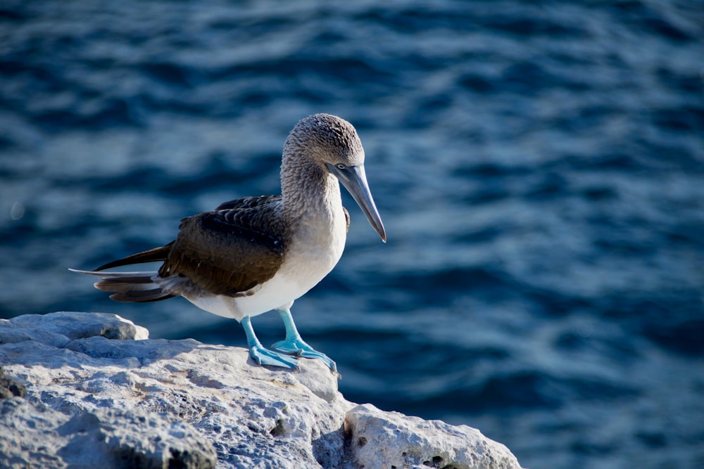 gray and white bird perched on rock formation