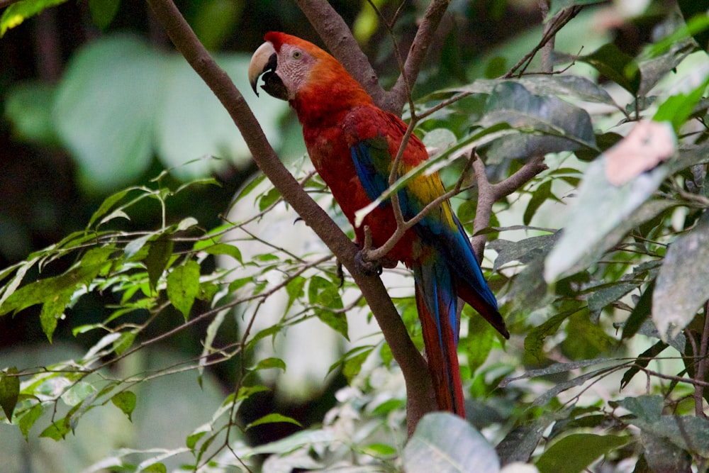 closeup photo of red parrot on tree branch