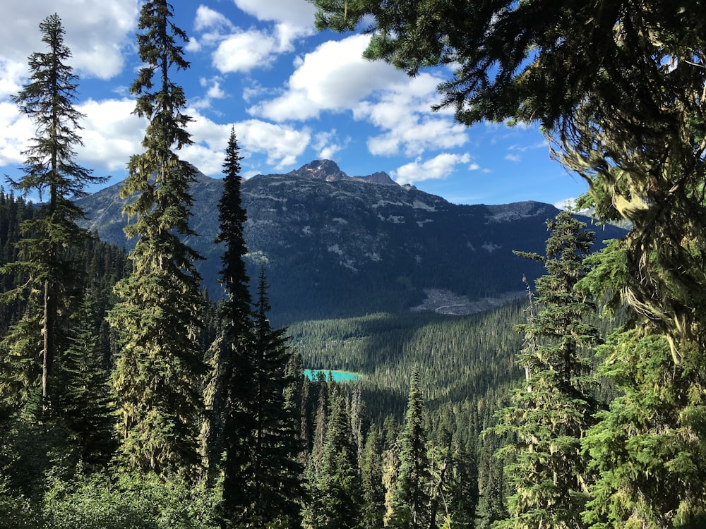 montagna coperta da alberi verdi