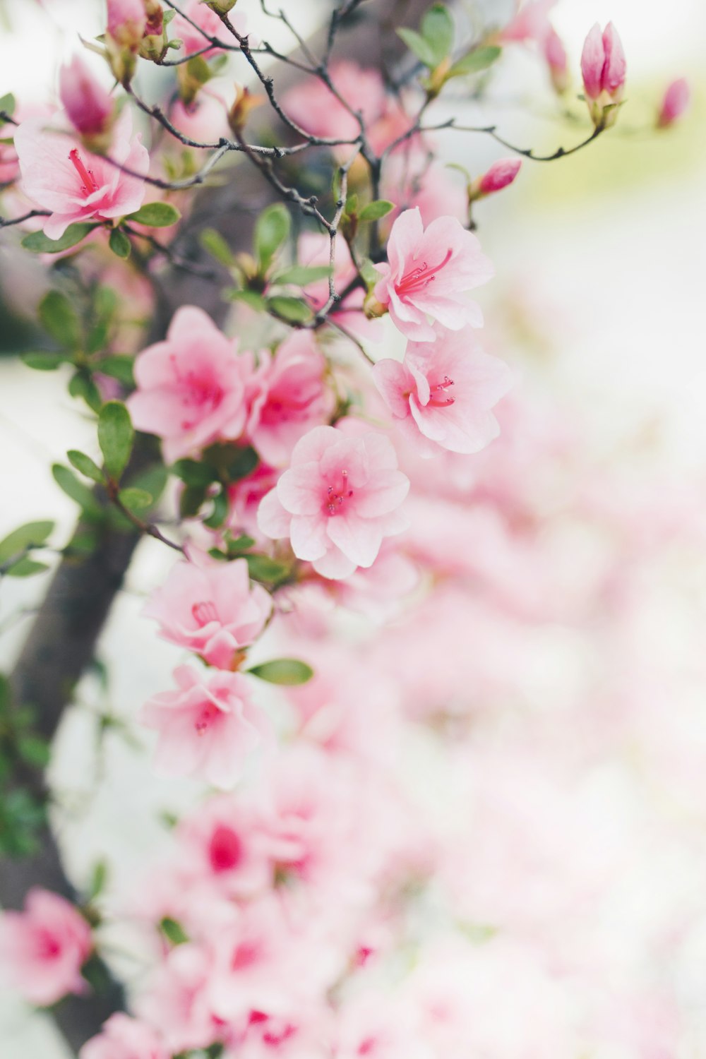 pink flowers