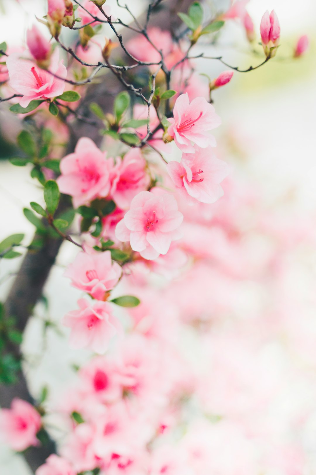 pink flowers