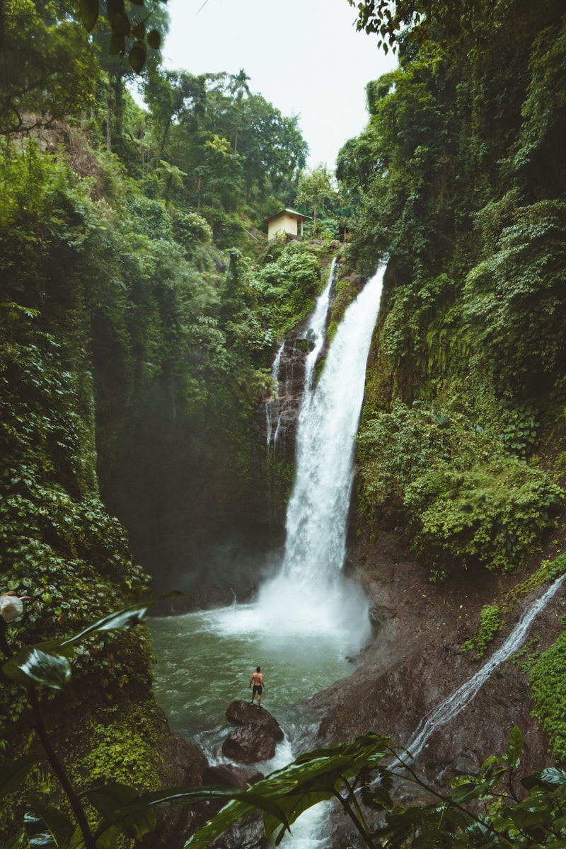 Lush tropical forest in Vallée de Mai Seychelles