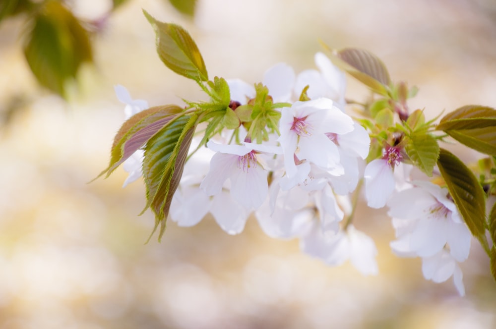 close-up photography of white petaled flower