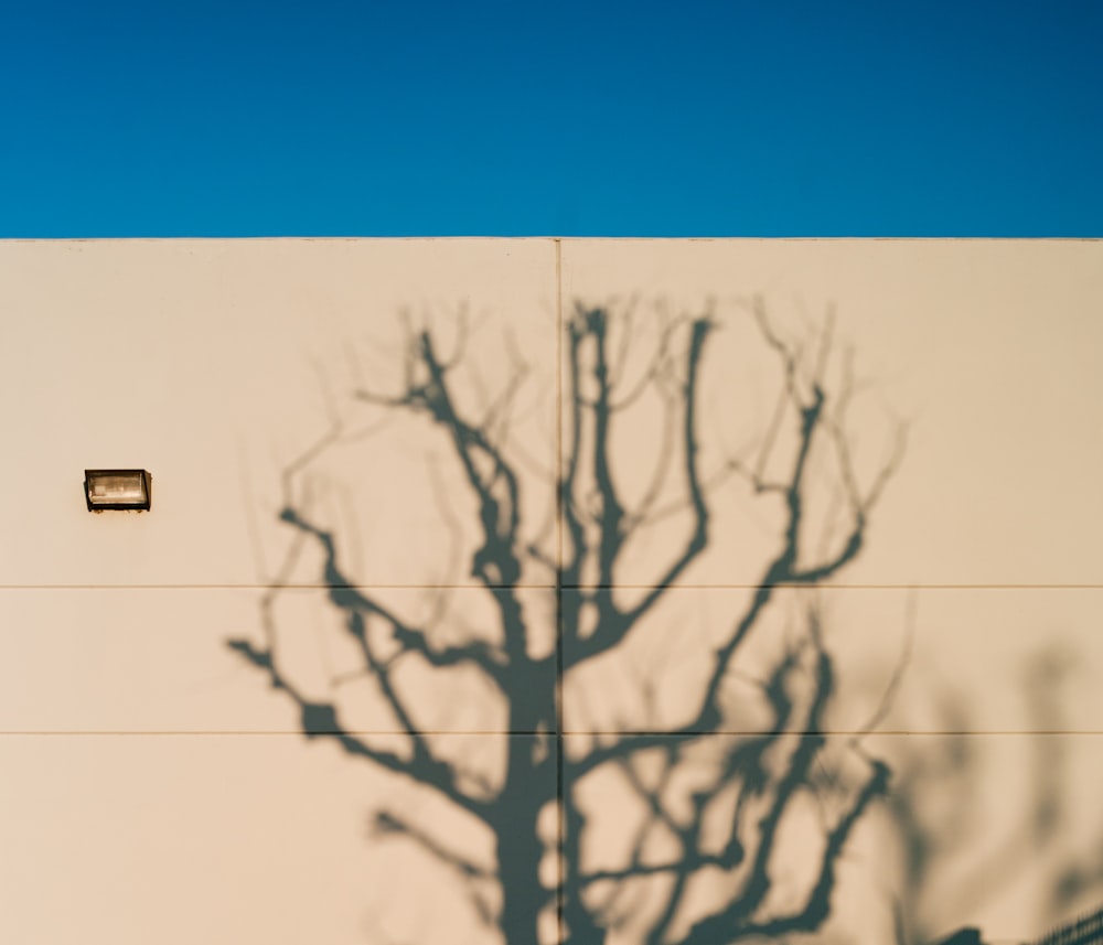 silhouette of leafless tree on beige building