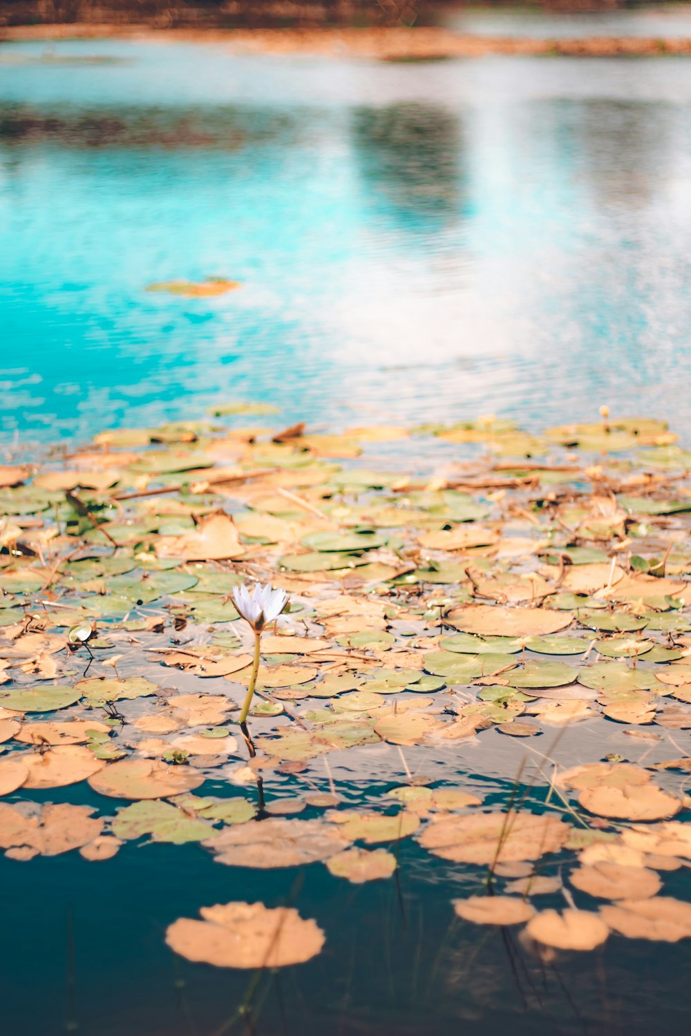 shallow focus photography of lily pads