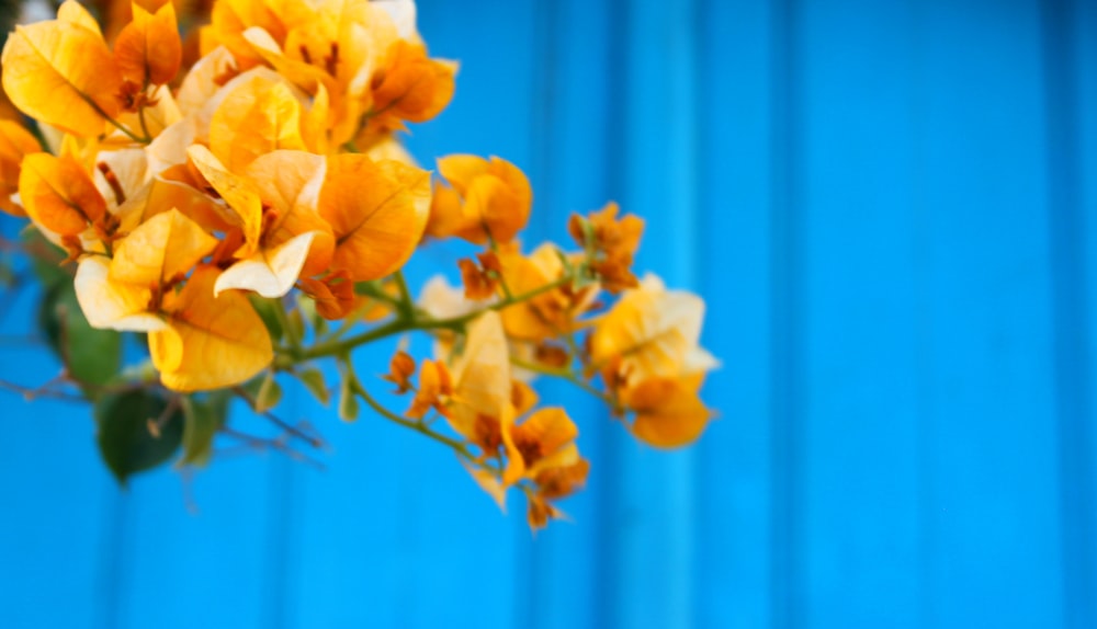 Bougainvilliers jaunes