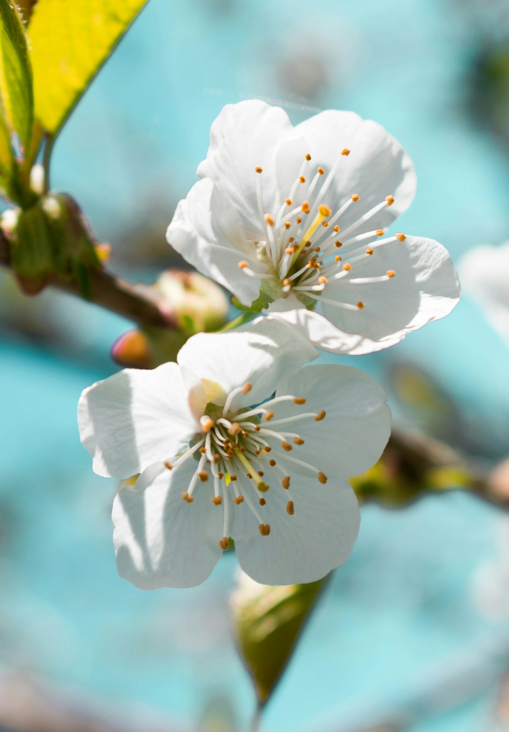 white cherry blossom in close up photography