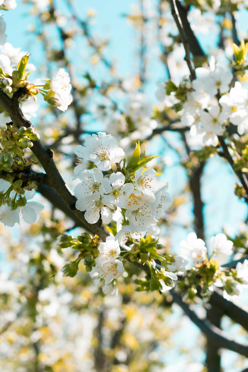 Fotografía de enfoque selectivo de árbol de flores blancas