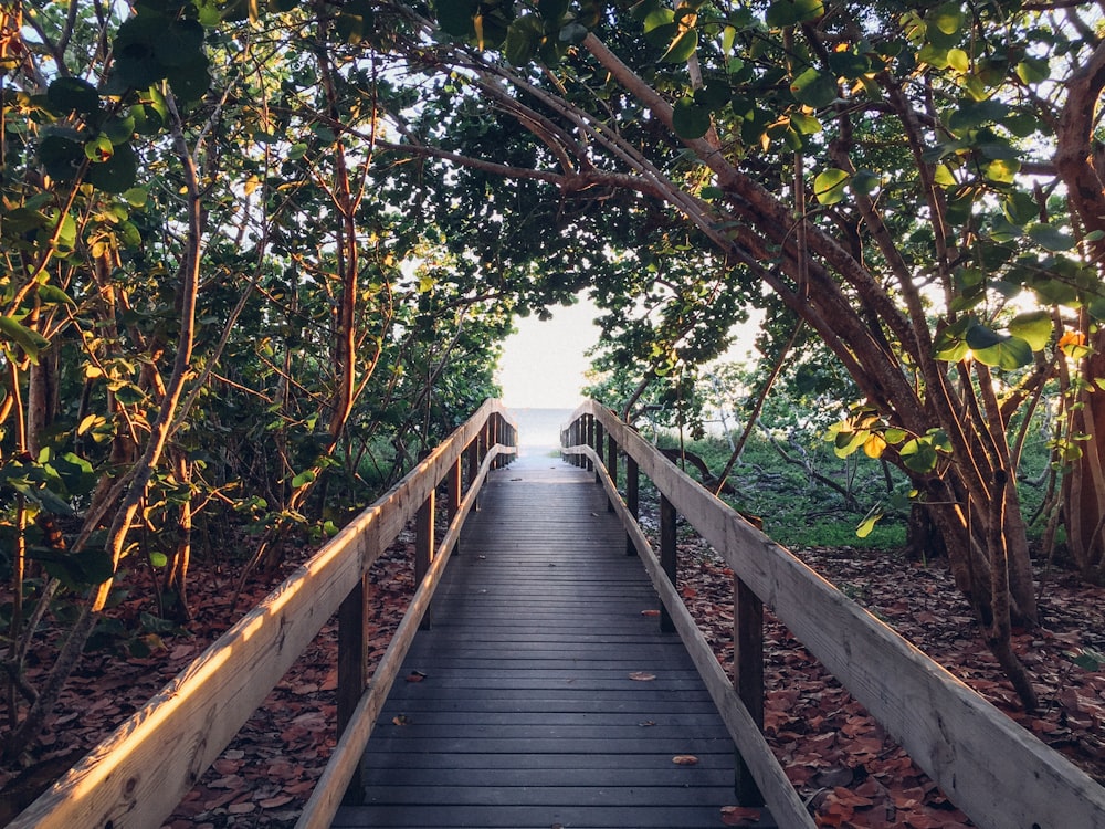 brown wooden dock surround with trees at daytime