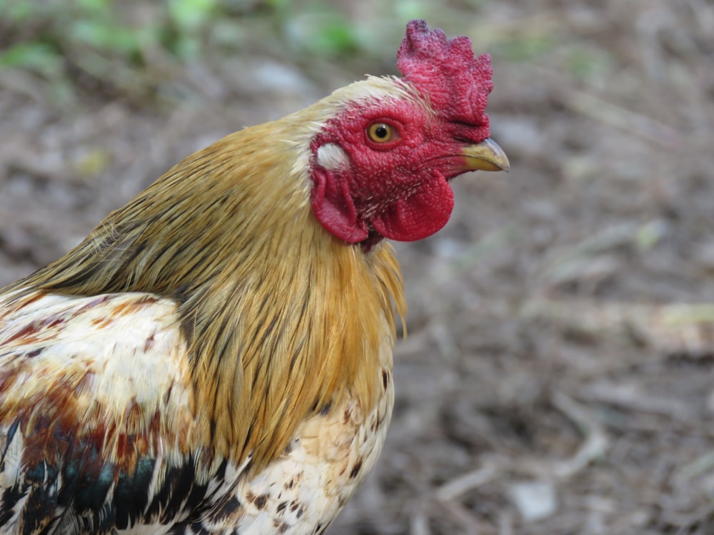 yellow and black rooster