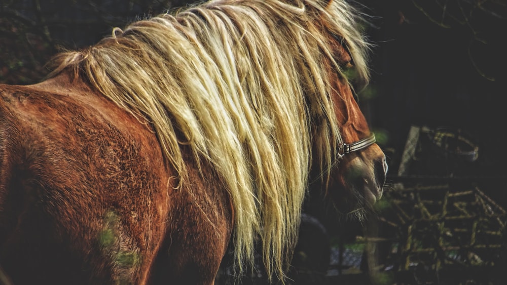 Fotografía de vida silvestre de caballo