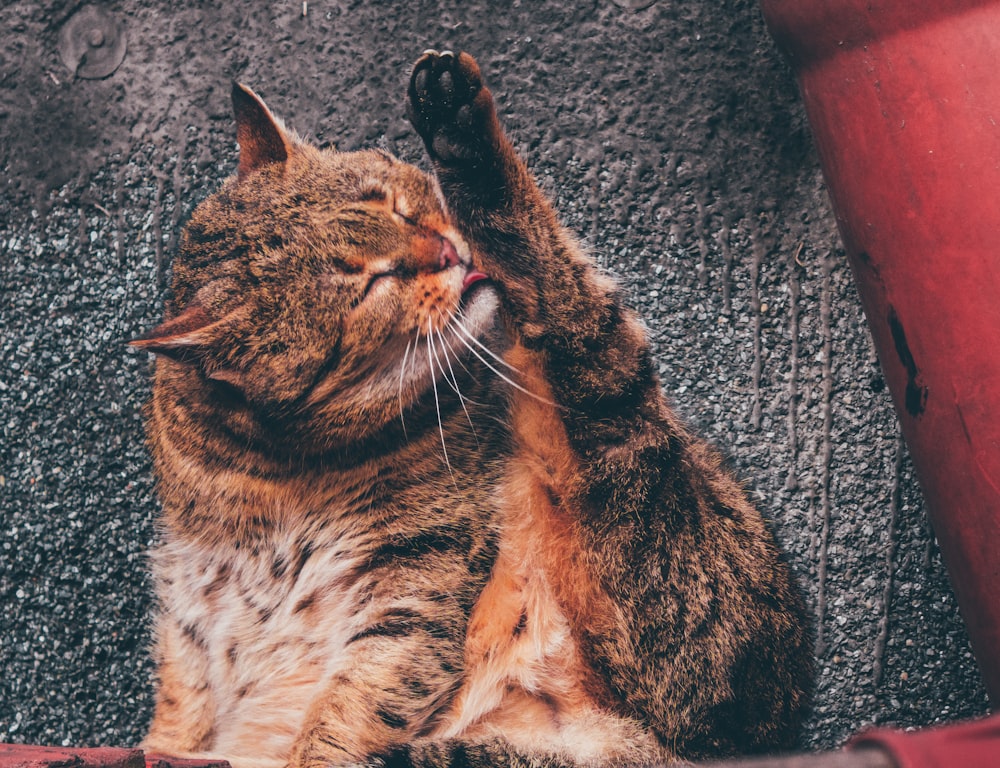 photo of brown tabby cat