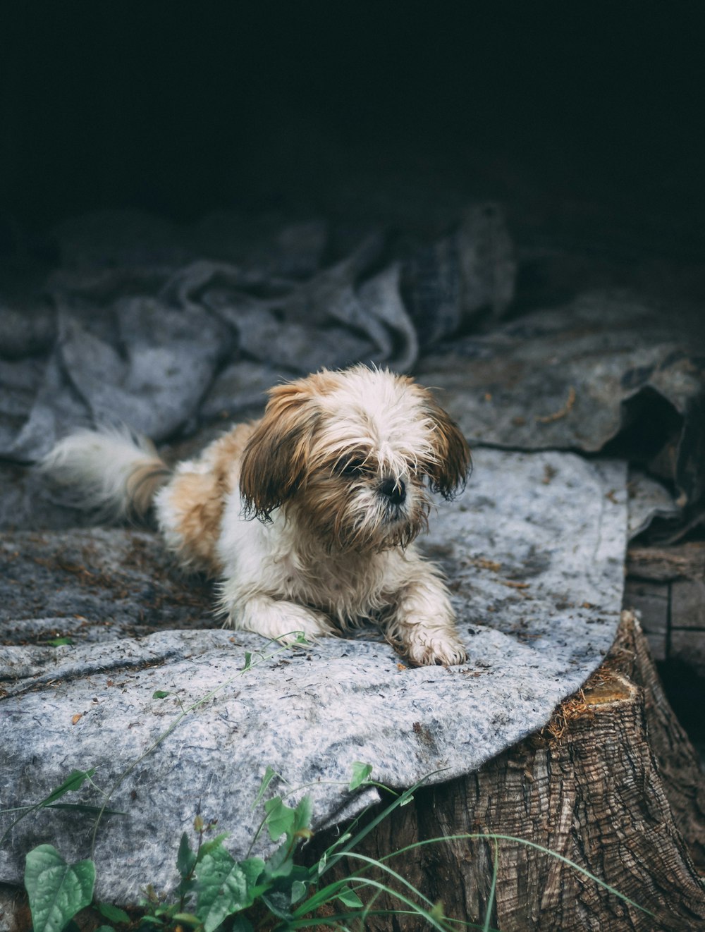 Shih Tzu resting on rock