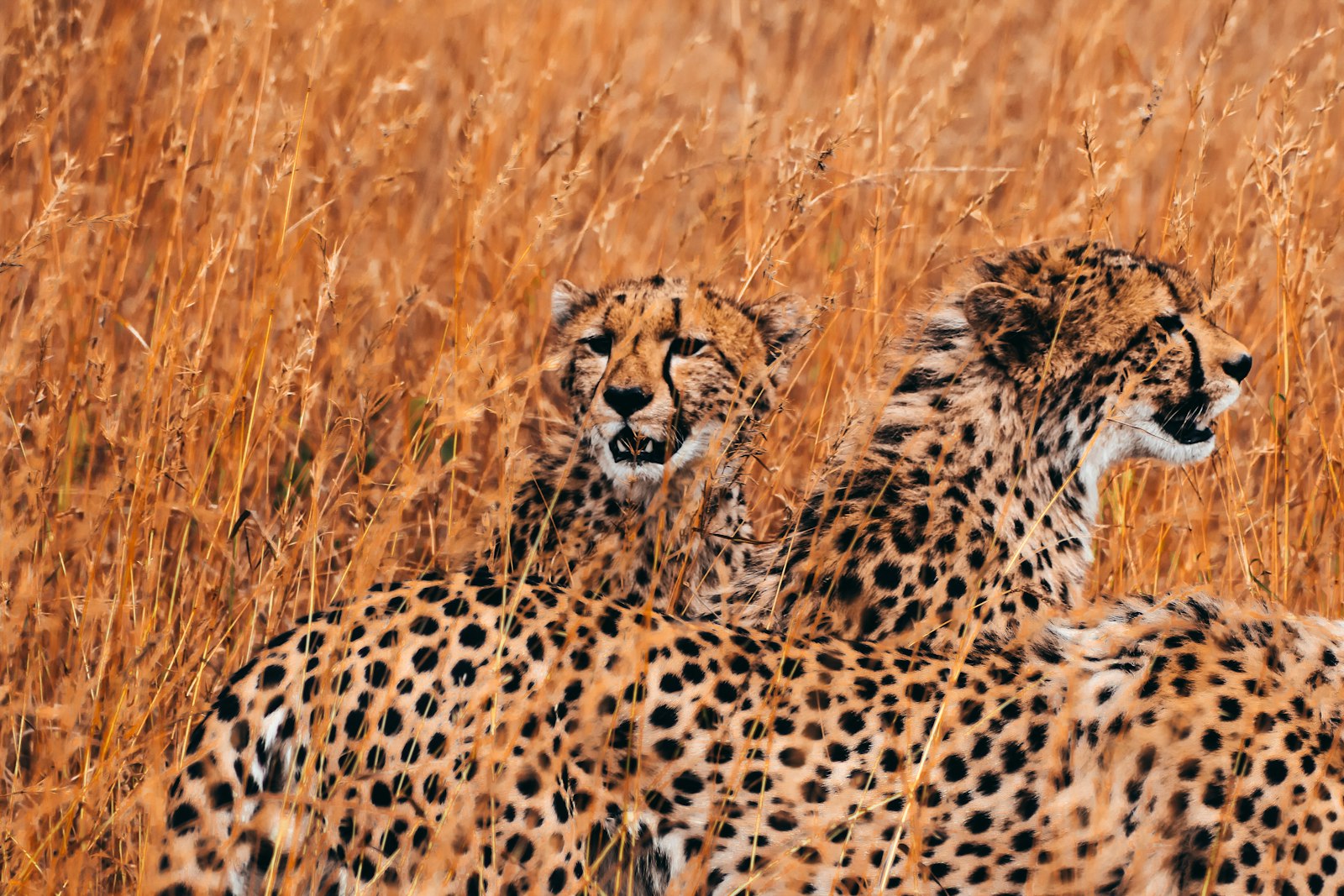 Canon EOS 600D (Rebel EOS T3i / EOS Kiss X5) + Canon EF 75-300mm f/4-5.6 sample photo. Herd cheetah in wild photography