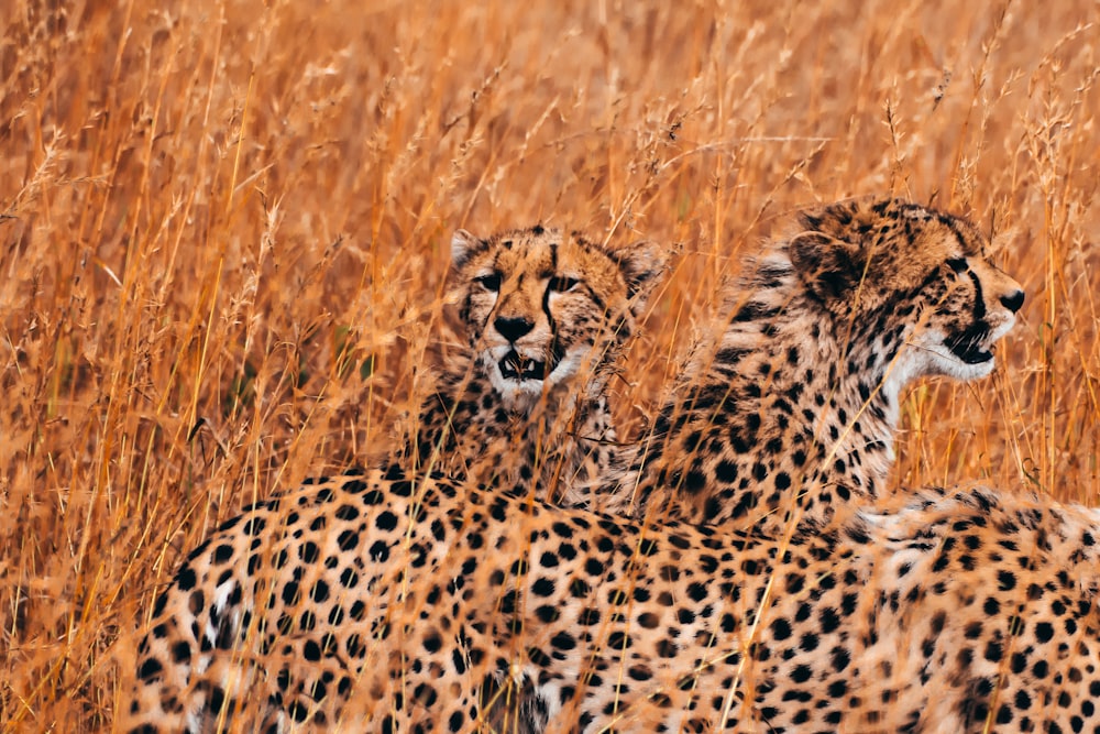 herd cheetah in wild