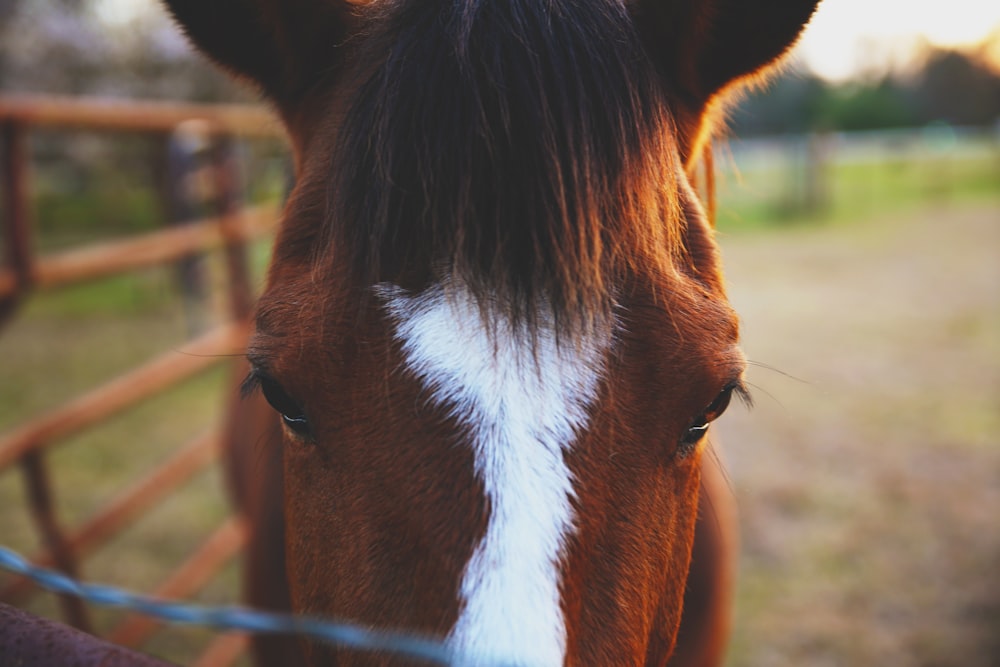 closeup photo of brown and white horse