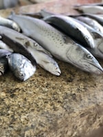 Participants in a fishing competition showcasing their catches.