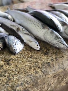Close-up of a freshly caught fish glistening in the sunlight on a traditional Sri Lankan fishing boat.