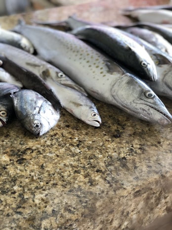 Close-up of a freshly caught fish glistening in the sunlight on a traditional Sri Lankan fishing boat.