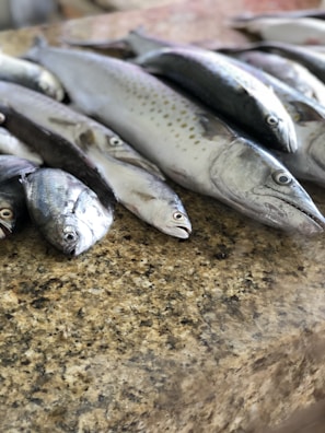 Participants in a fishing competition showcasing their catches.