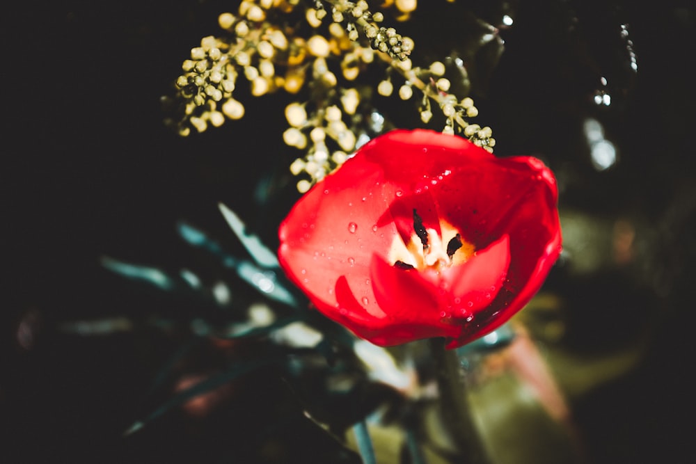 shallow focus photography of red flower