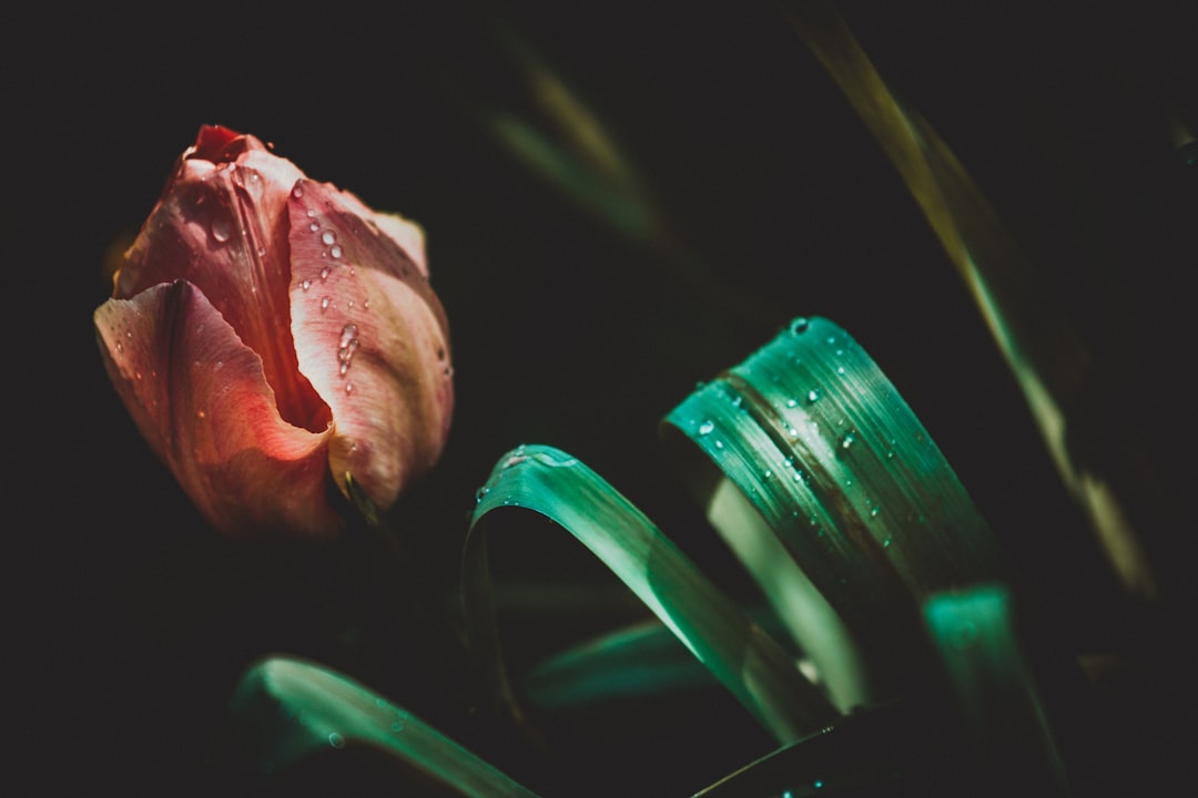 shallow focus photo of flower