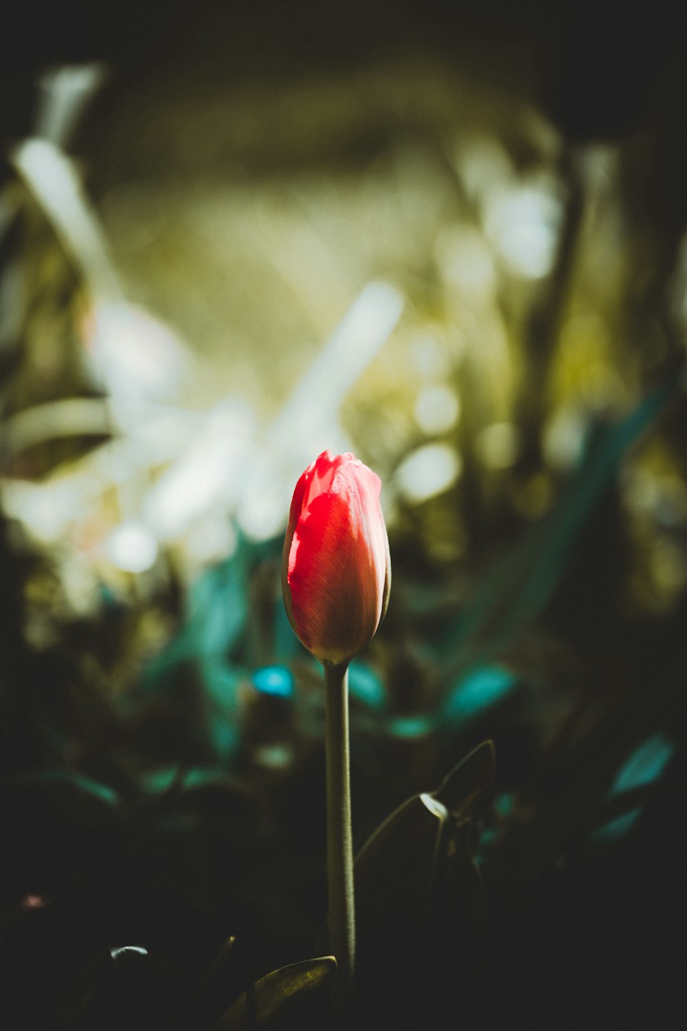 赤いチューリップの花