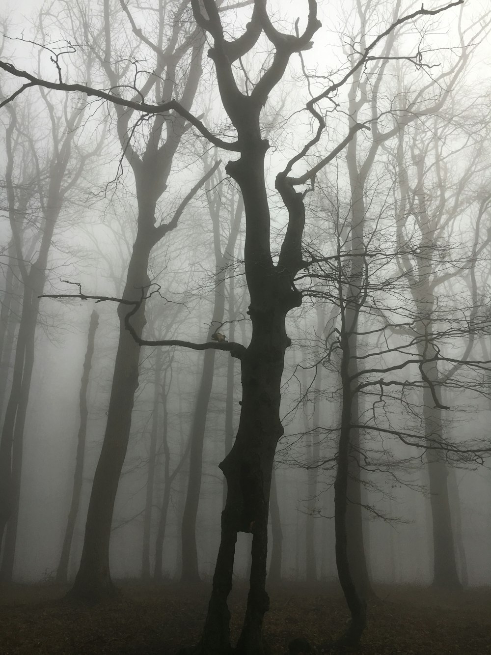 albero spoglio nero all'interno di una foresta coperta di nebbia