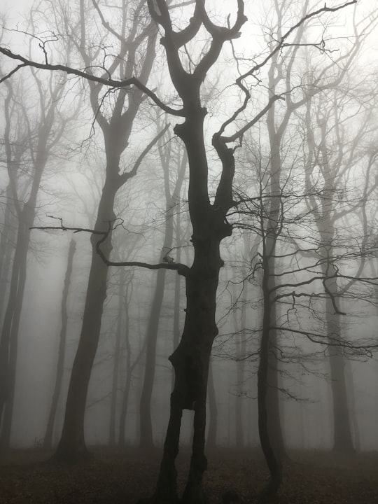 black bare tree inside a forest covered with fog in Börzsöny Hungary