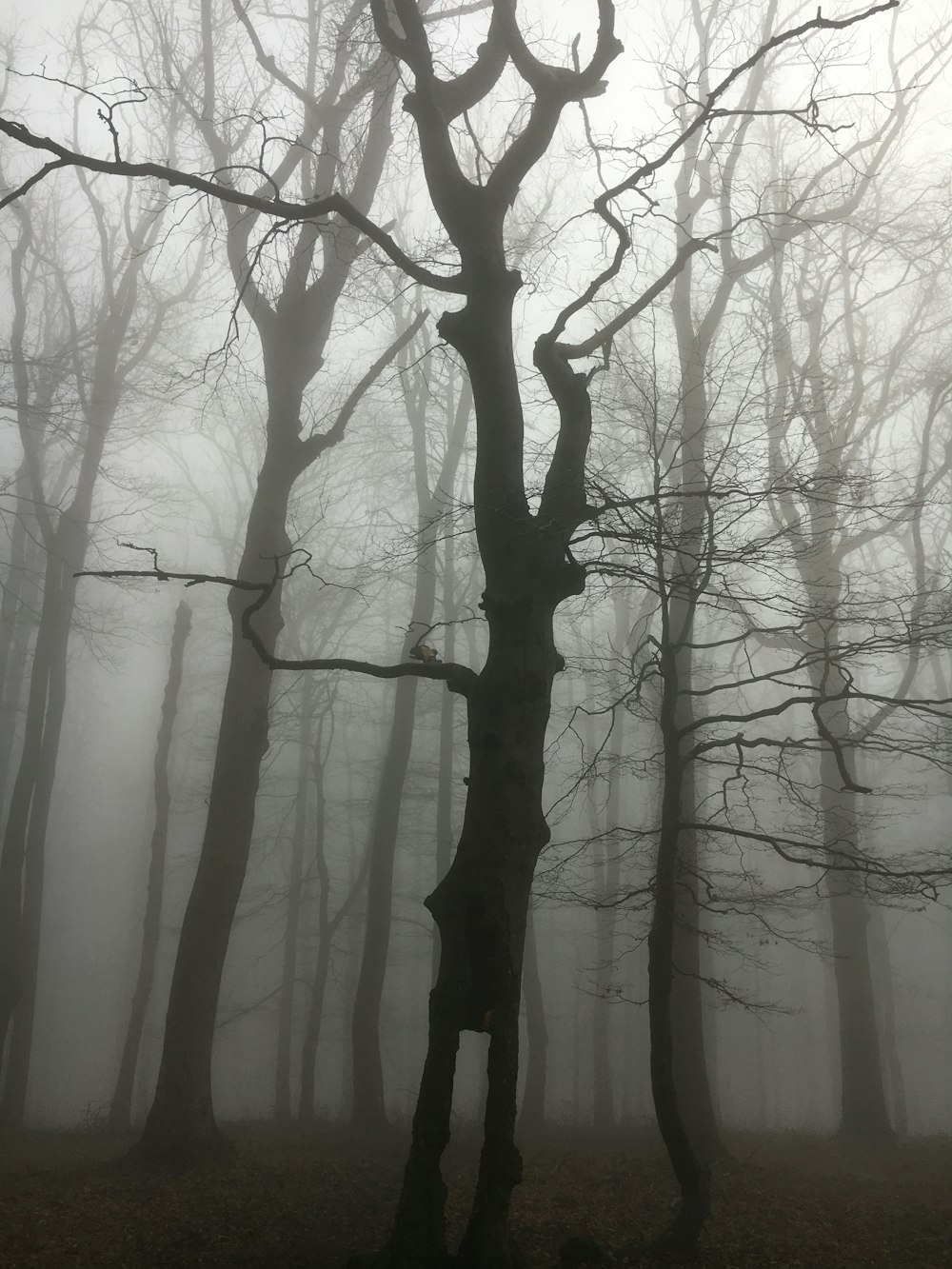 霧に覆われた森の中の黒い裸木
