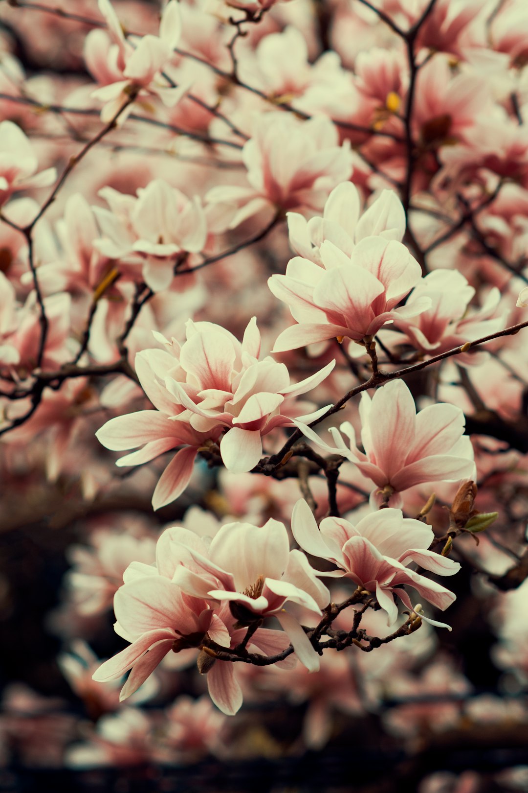 shallow focus photography of pink petal flowers