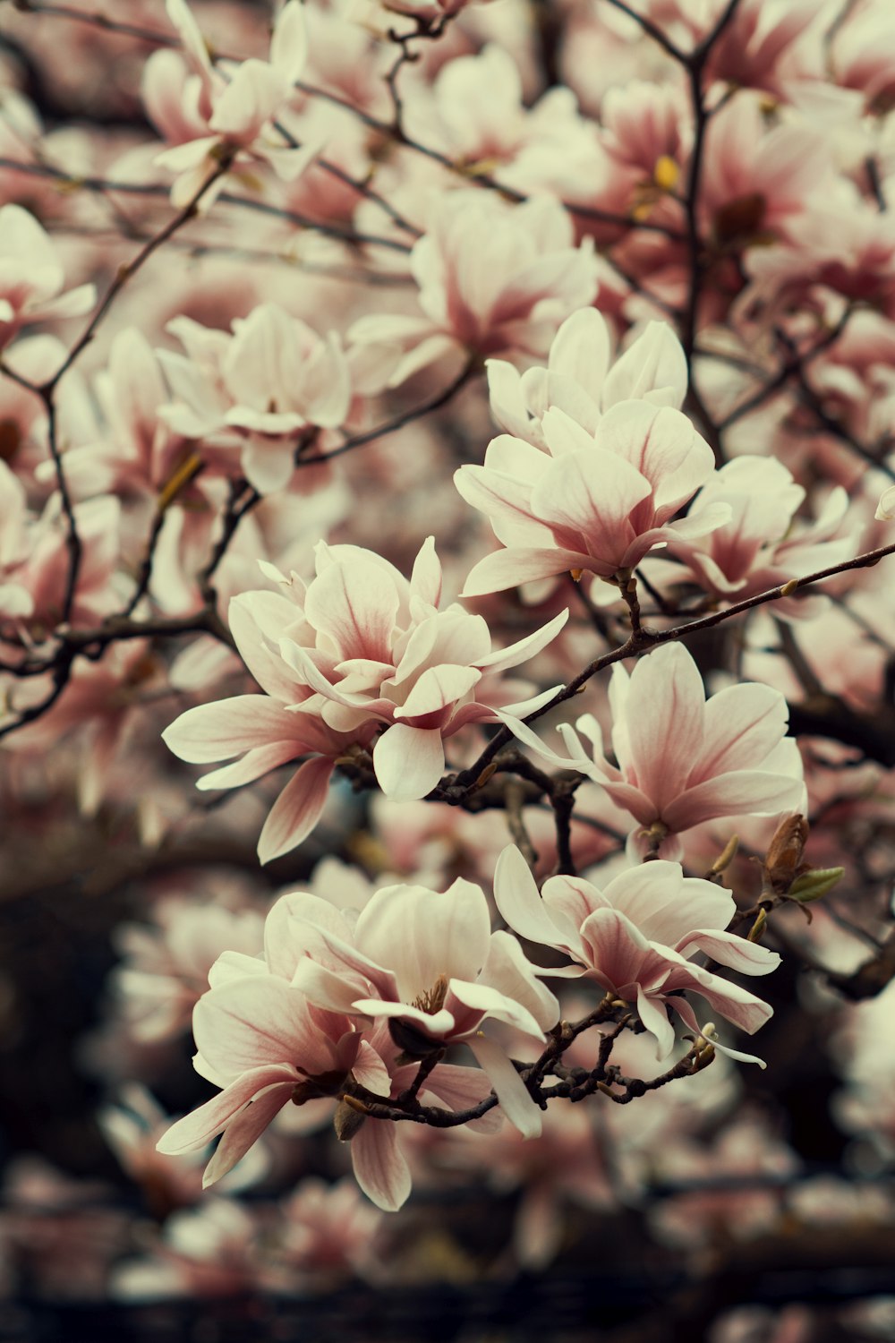 shallow focus photography of pink petal flowers