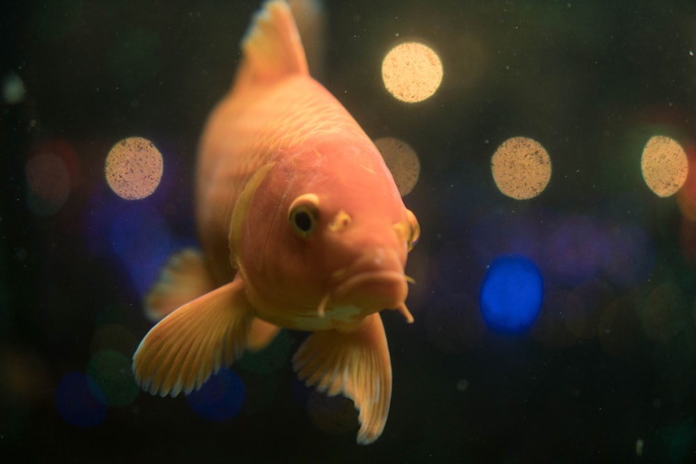 shallow focus of orange fish
