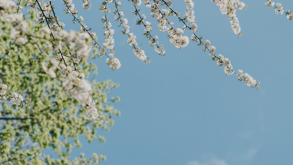 Weiße Blumen unter blauem Himmel