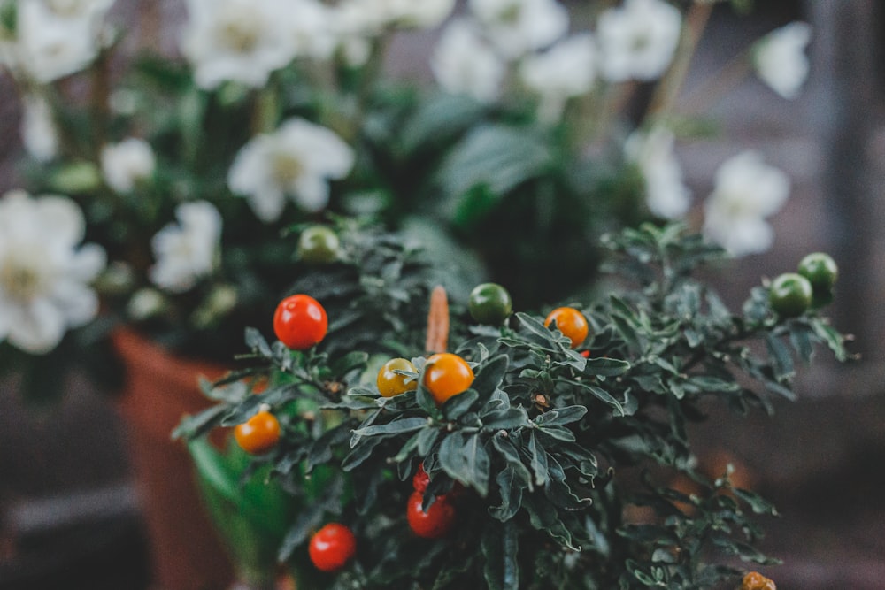 cherry plant and white flower plant in pot