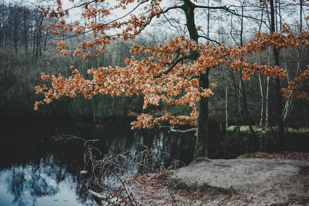 brown leafed tree near river at daytime