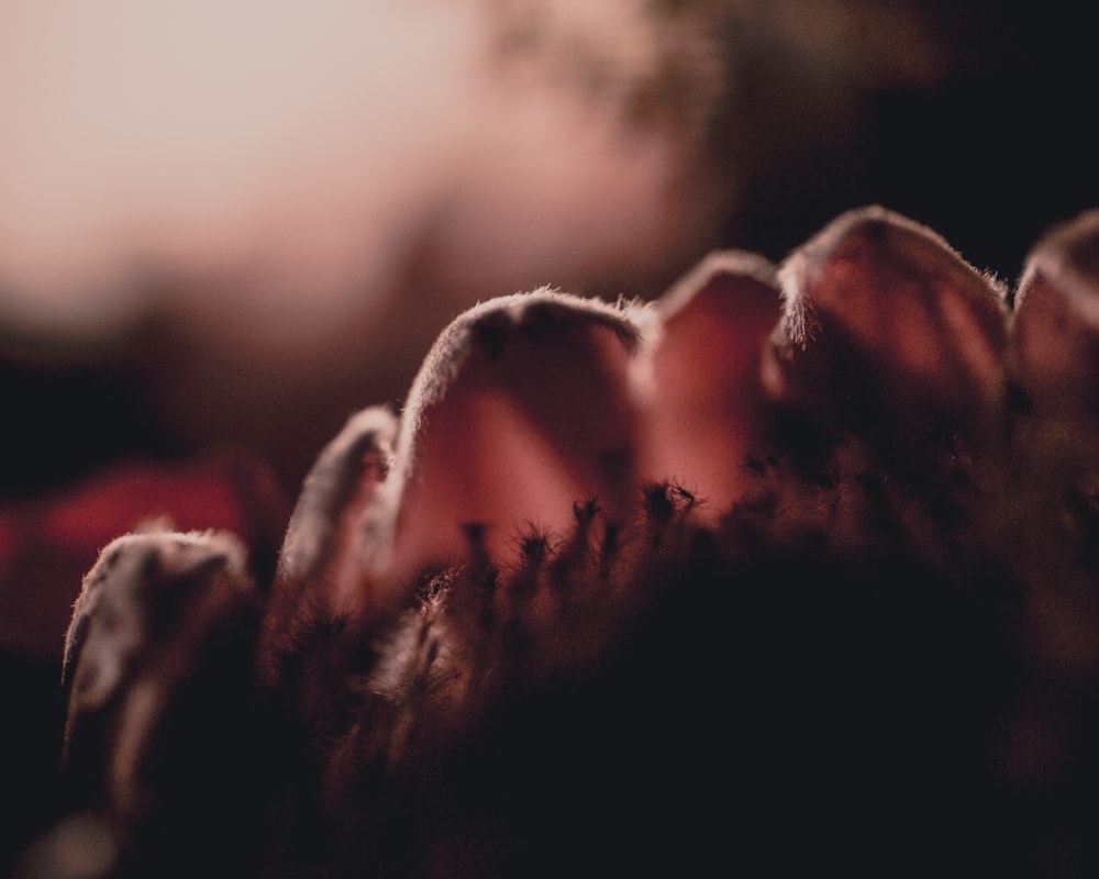 a close up of a person's hand with a blurry background